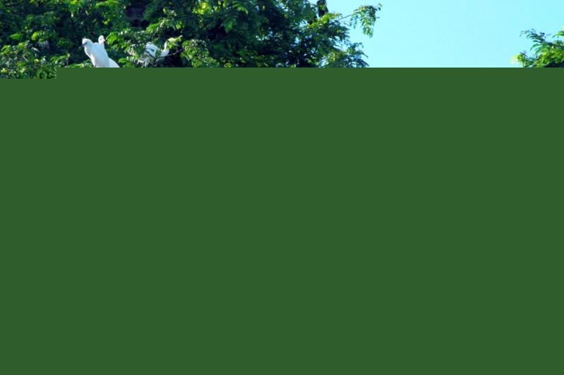Thiên nhiên tại Sân chim Vàm Hồ