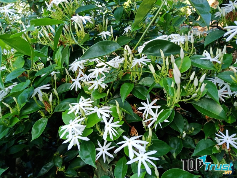 Sản Phẩm Thiên Nhiên Tina