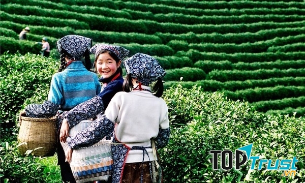 Trung Quốc được xem là cái nôi của nền văn hóa trà trên thế giới.