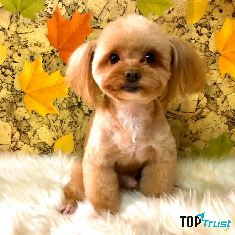 Sasu petshop - Thế giới cho thú cưng của bạn