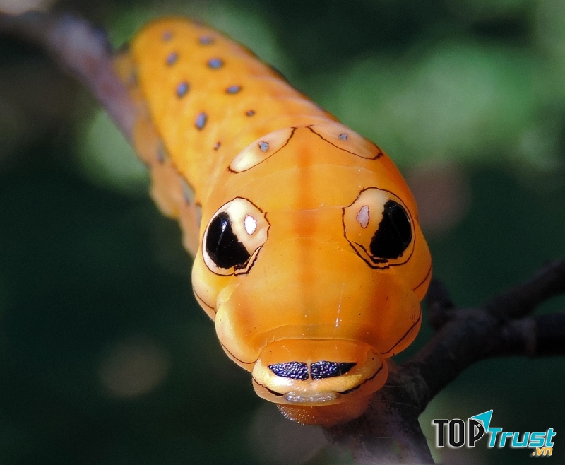 Sâu bướm đuôi nhạn Spicebush