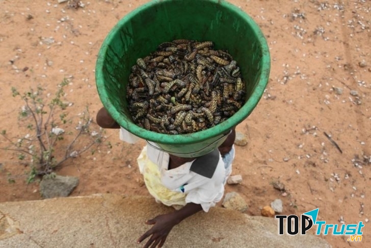 Sâu Mopane