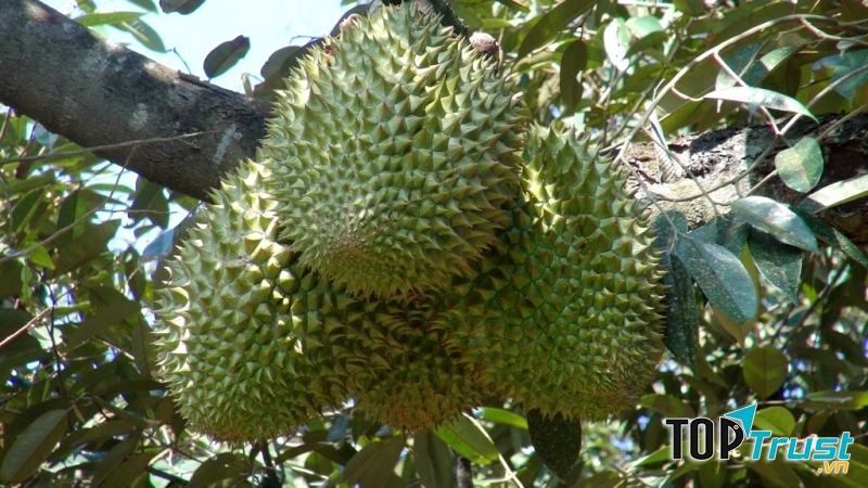 Sầu riêng Ngũ Hiệp (Tiền Giang)