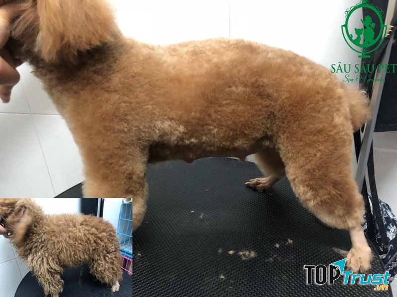 Sâu Sâu Pet - Spa & Grooming