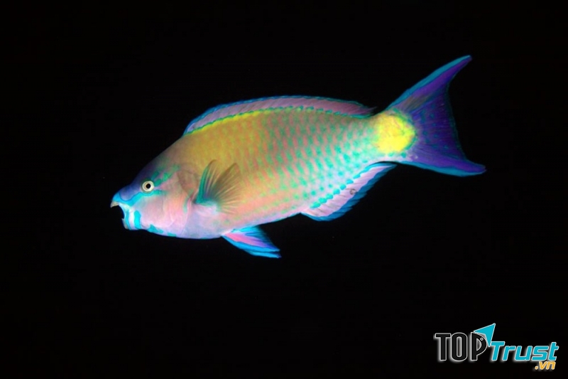 Màu sắc rực rỡ của cá Scarus coeruleus