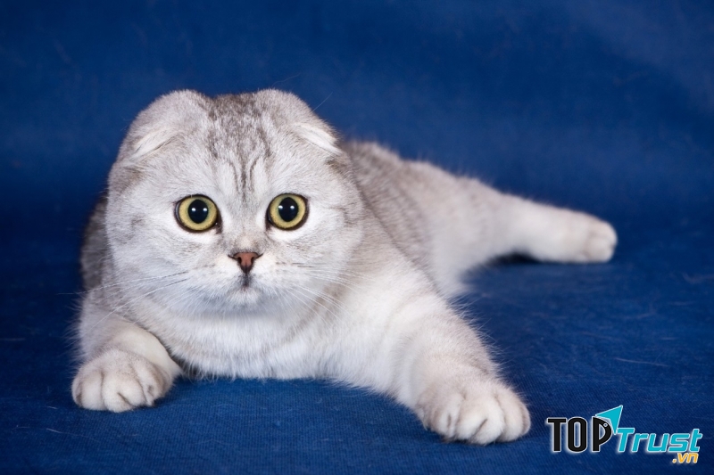 Scottish Fold