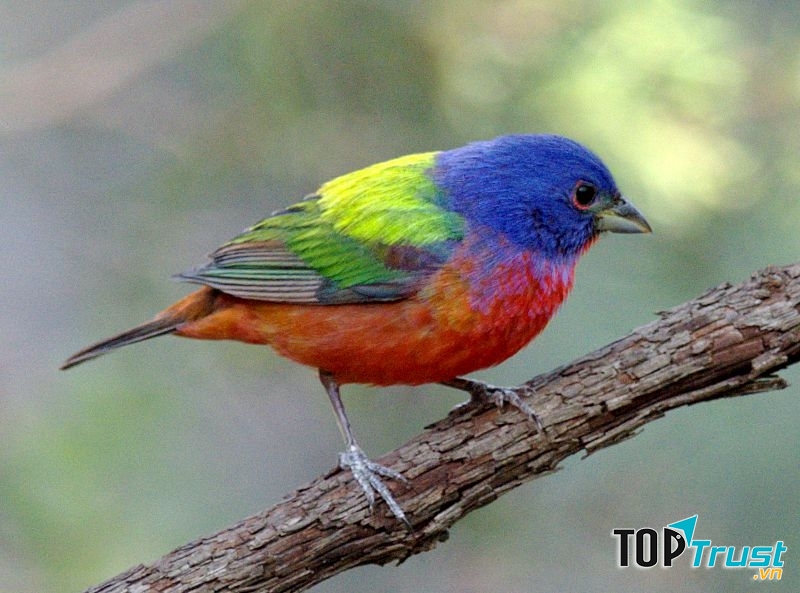 Sẻ đất màu (Pesserina ciris)