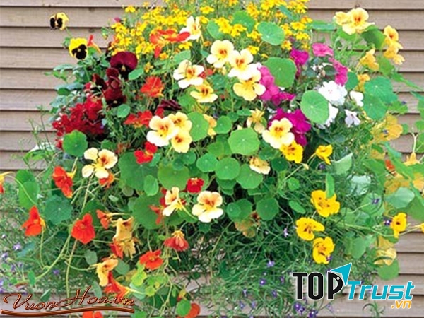 Hoa sen cạn cũng giúp bạn xua đuổi lũ muỗi đang vo ve trong nhà một cách đáng kể.