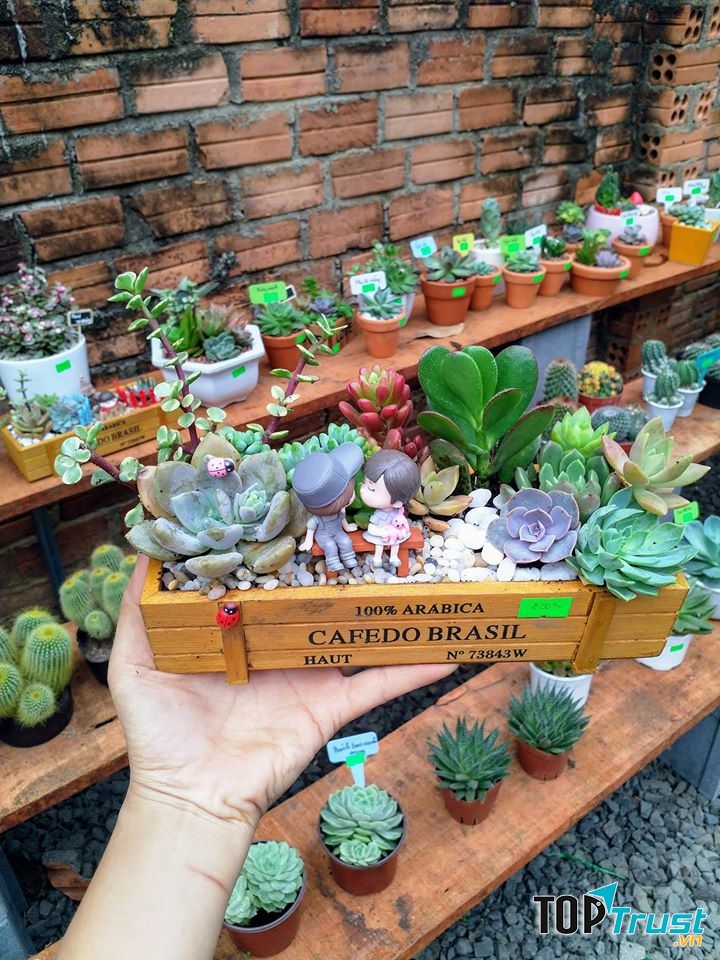 Sen Đá Ban Mê