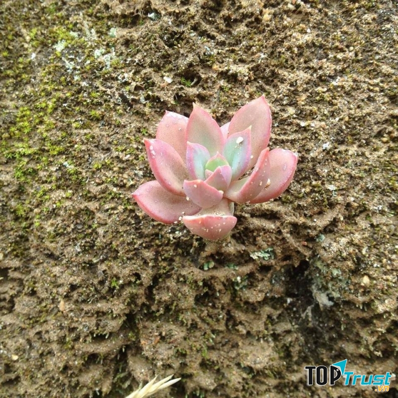 Sen đá kiên cường mọc trong đá