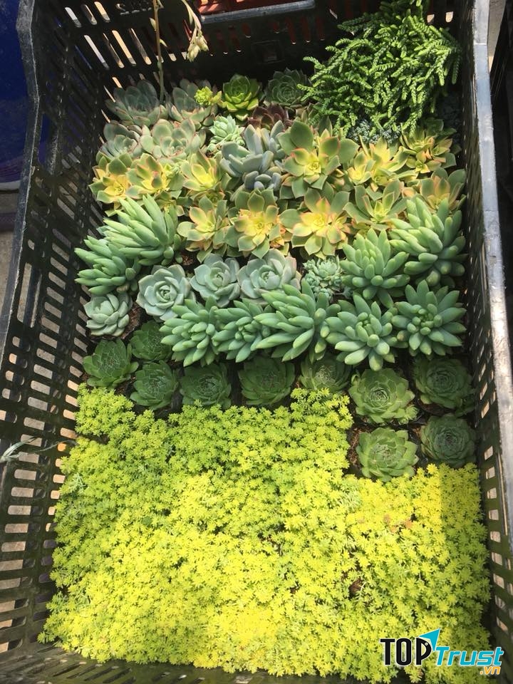 Sen đá Đà Lạt Green Garden