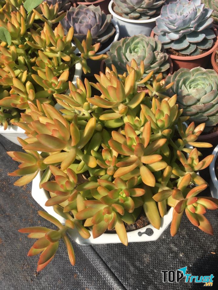 Sen đá Đà Lạt Green Garden