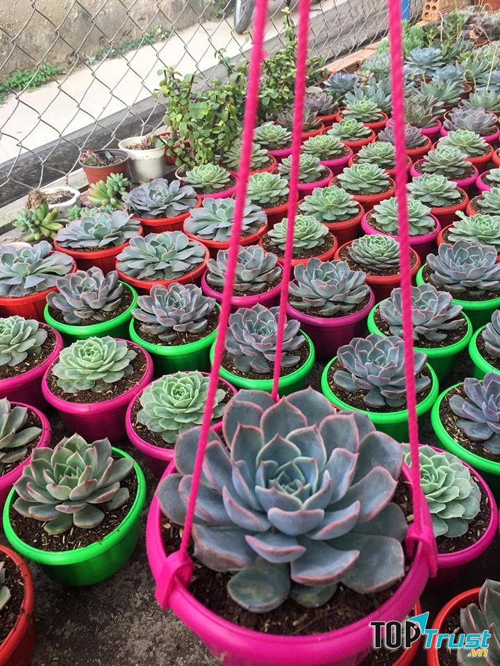 SEN ĐÁ Donald’s Garden