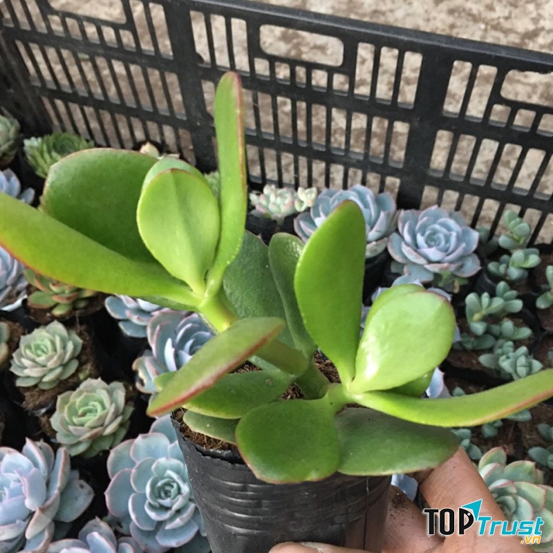 SEN ĐÁ Donald’s Garden