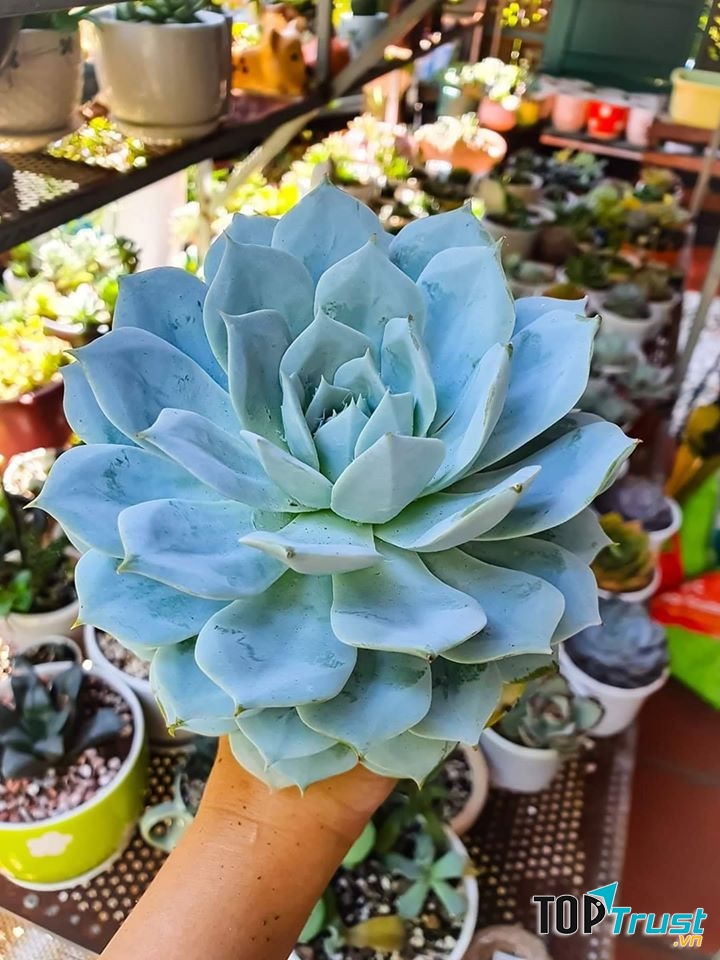 Sen đá mini Plant Garden