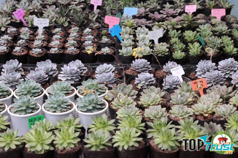 Sen đá mini Plant Garden