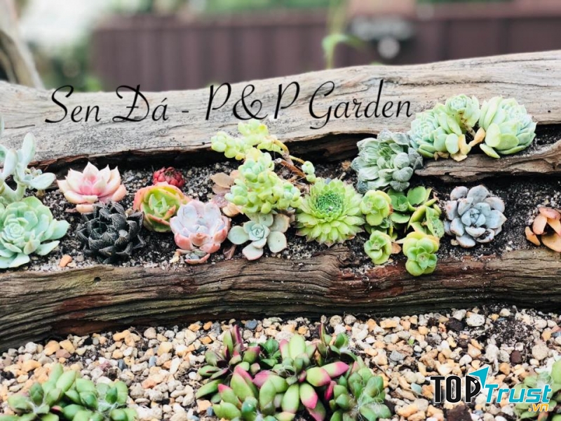 Sen đá - P&P Garden