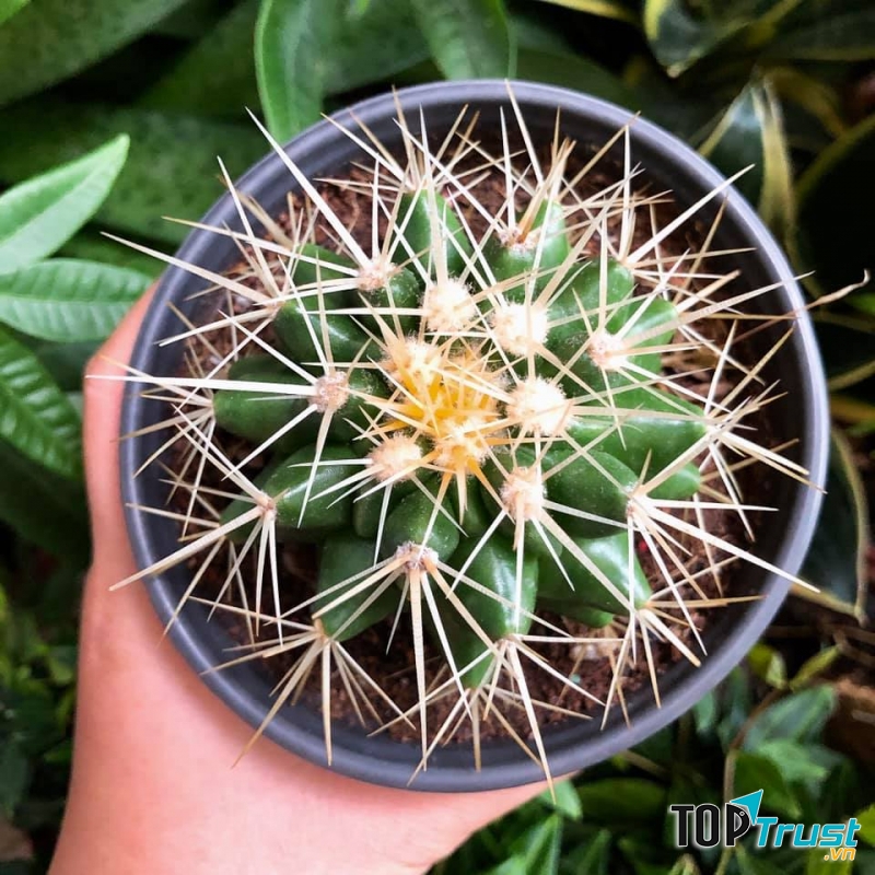 Sen đá - P&P Garden