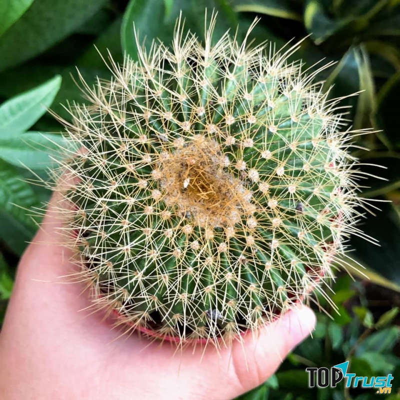 Sen đá - P&P Garden