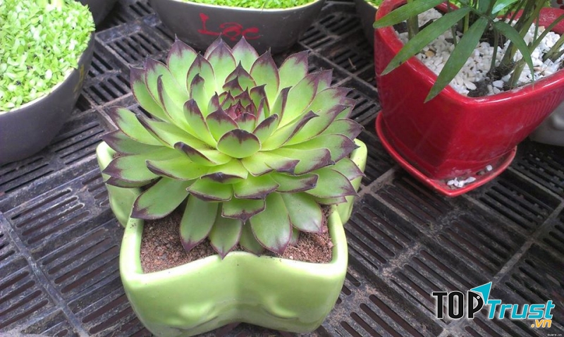 Sen Đá Quảng Ngãi