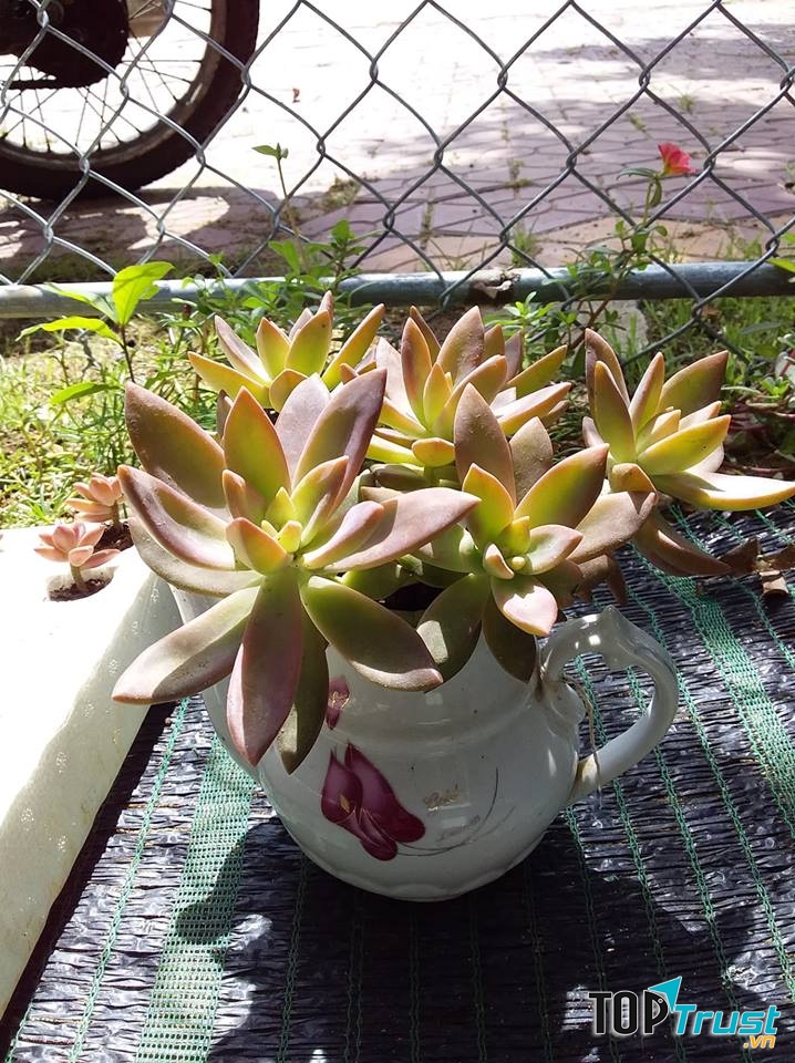 Sen Đá Quảng Ngãi