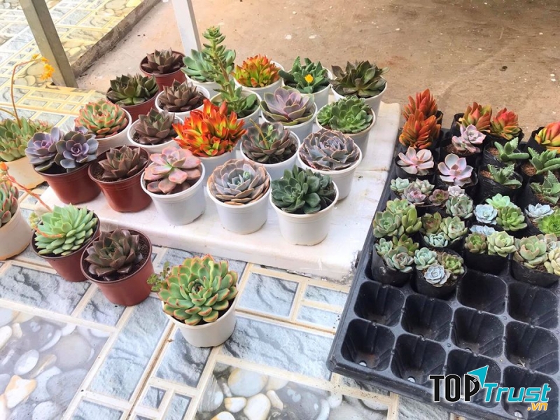 Sen Đá Rạch Gía