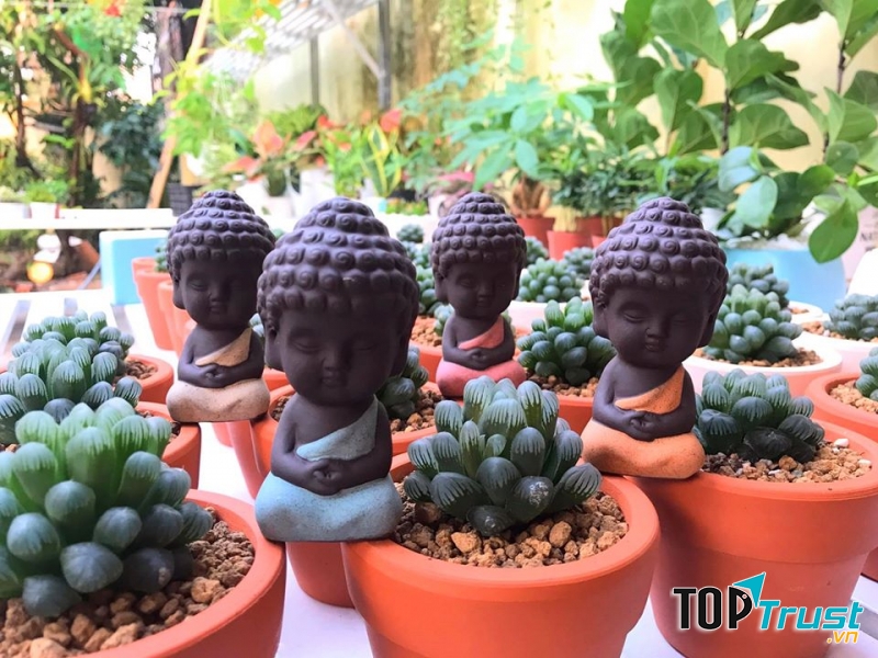 Sen Đá Rạch Gía