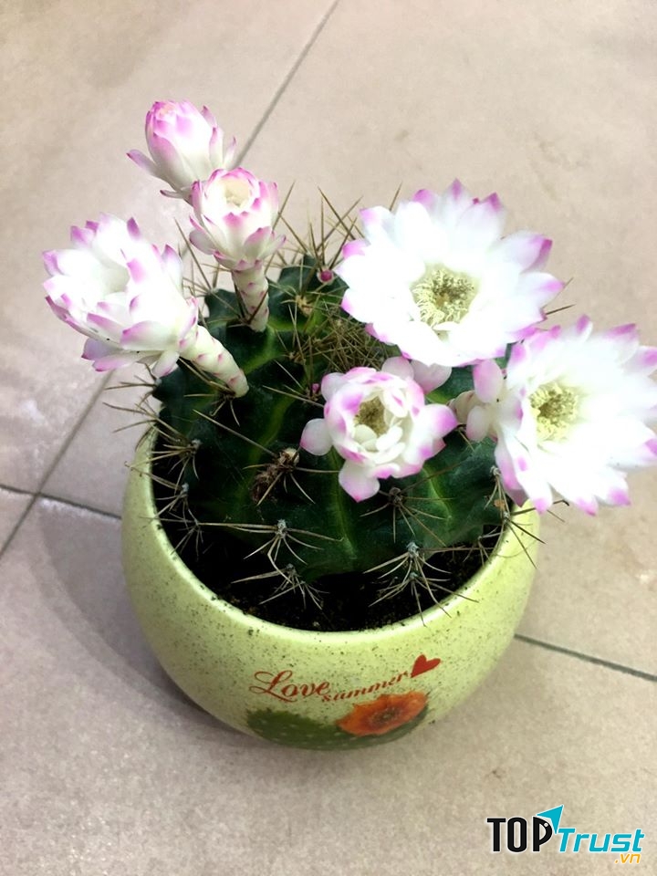 Sen Đá Thanh Hoá - Xanh Garden