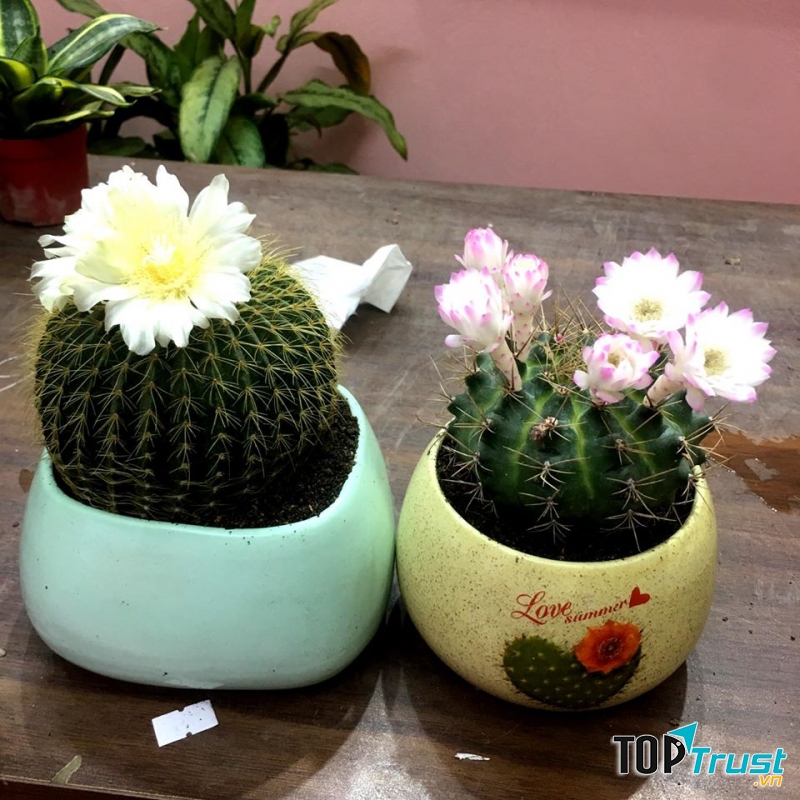 Sen Đá Thanh Hoá - Xanh Garden