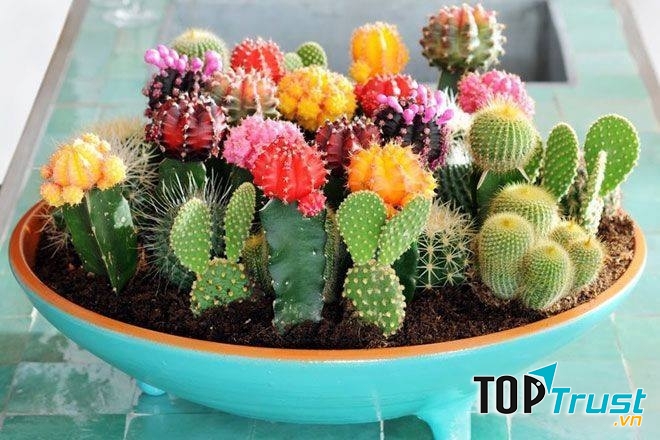 Các loài xương rồng