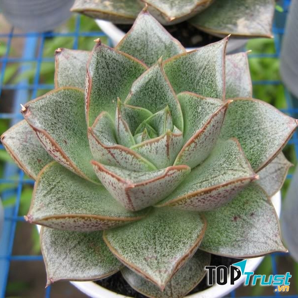 Sen đá hoa hồng đen