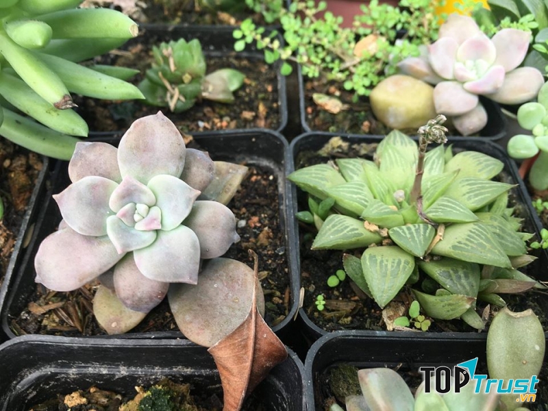 Sen Đá và Xương Rồng Quảng Ngãi