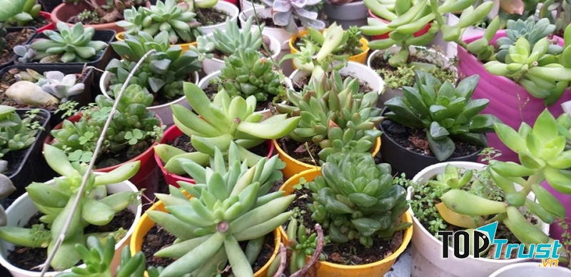 Sen Đá và Xương Rồng Quảng Ngãi