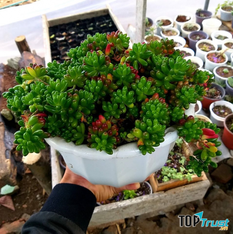 Sen Đá Xương Rồng & Pet Sóc Trăng