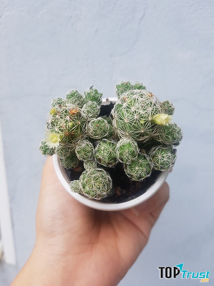 Sen Đá Xương Rồng Cần Thơ