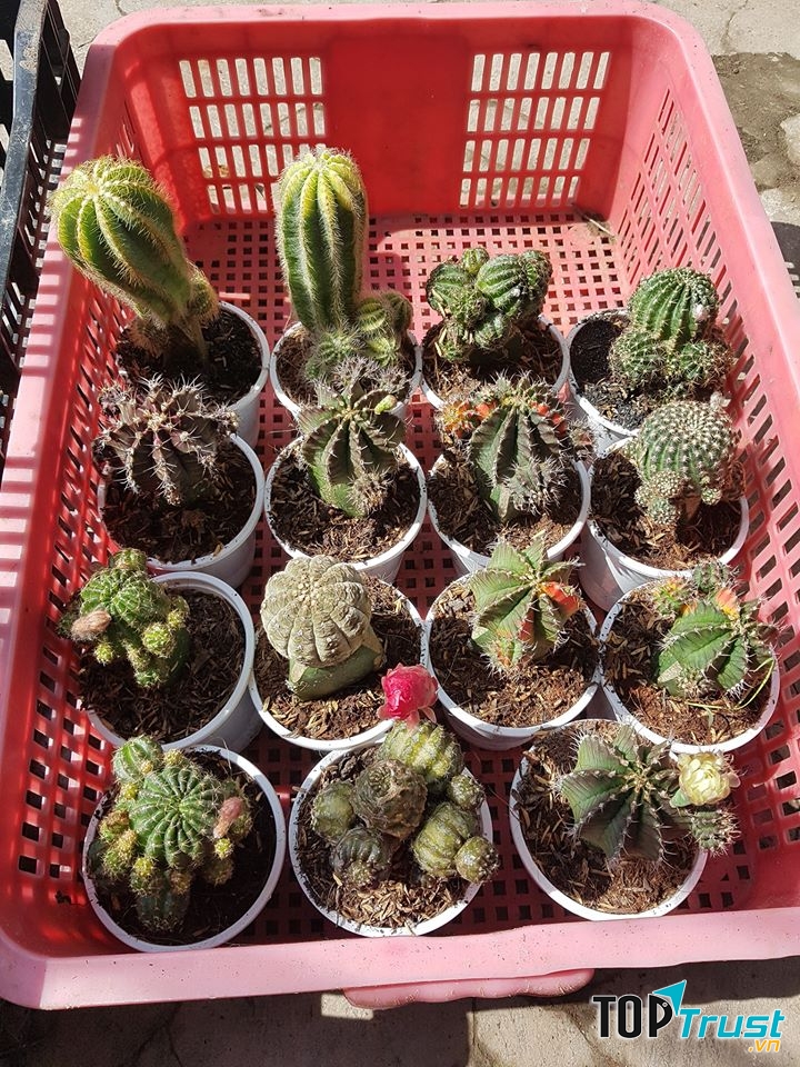 Sen Đá Xương Rồng Cần Thơ