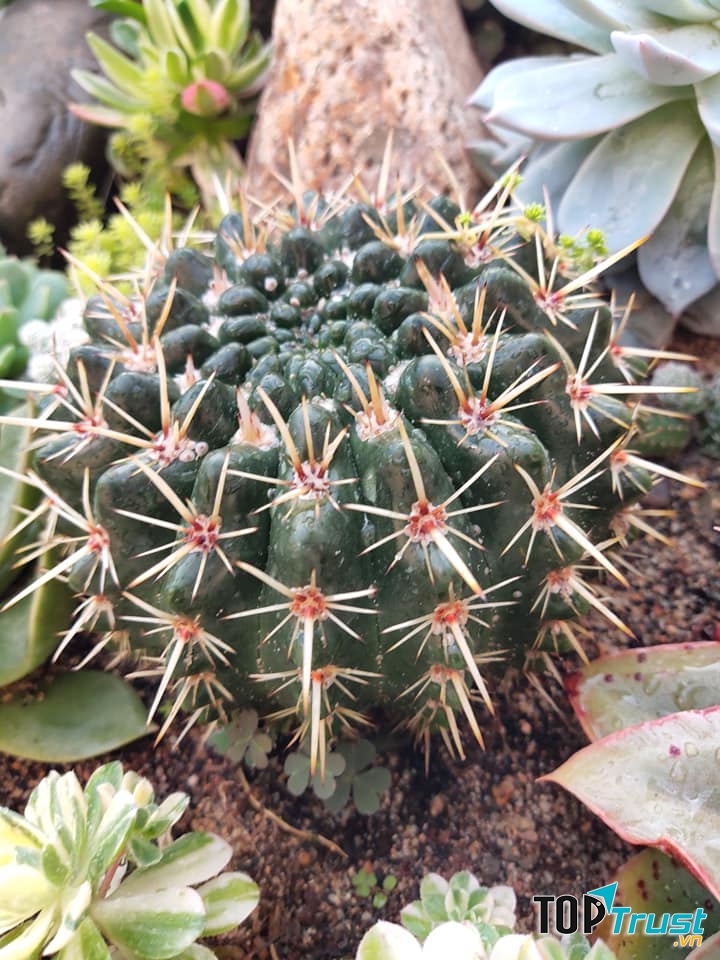 Sen Đá - Xương Rồng Kiểng SỐ 51