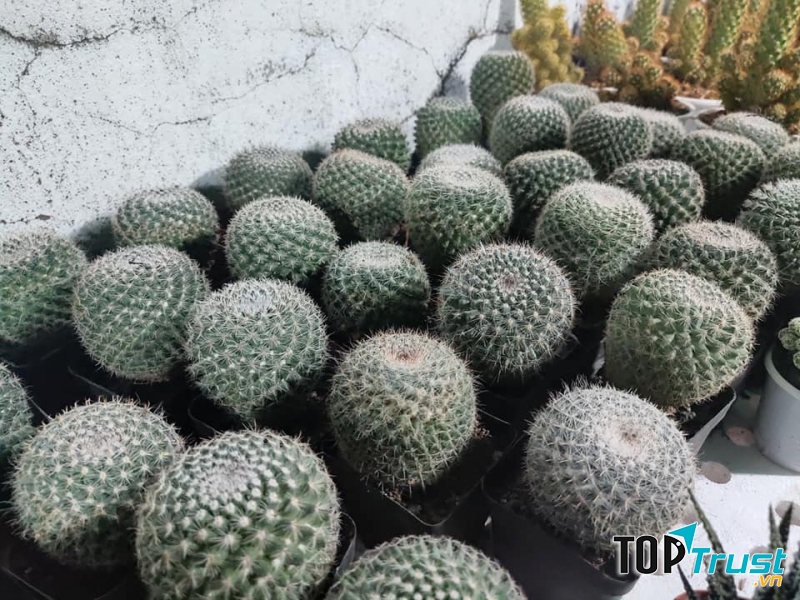 Sen Đá - Xương Rồng Kiểng SỐ 51