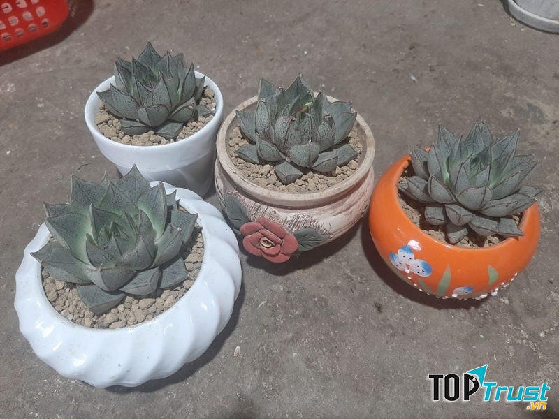 Sen đá - xương rồng Sông Công - Thái Nguyên