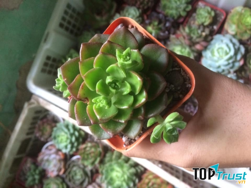 Sen đá - Xương rồng Thái Nguyên