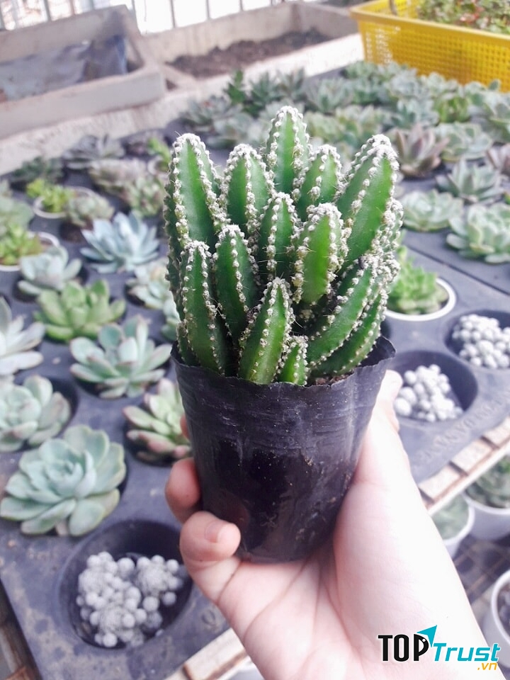 Sen Garden - Sen Đá - Tiểu Cảnh Terrarium Tp Cần Thơ