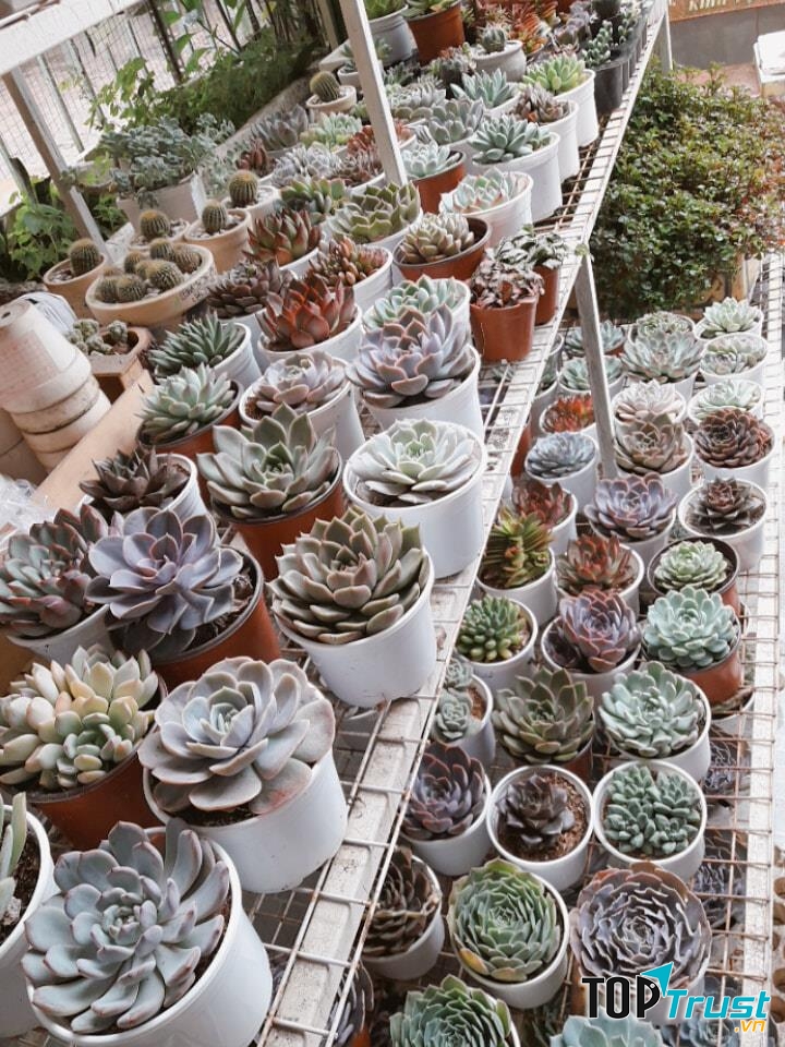 Một góc vườn nhỏ tại Sen Garden- Tiểu Cảnh Terrarium