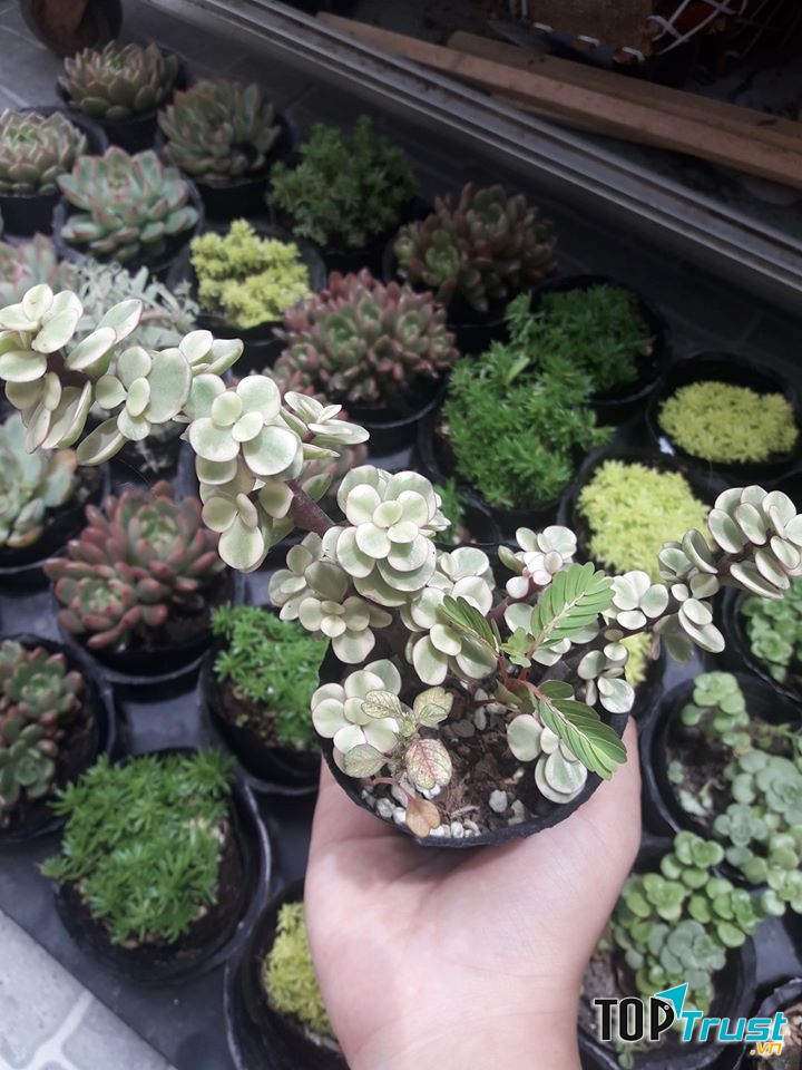 Sen đá mini tại Sen Garden- Tiểu Cảnh Terrarium