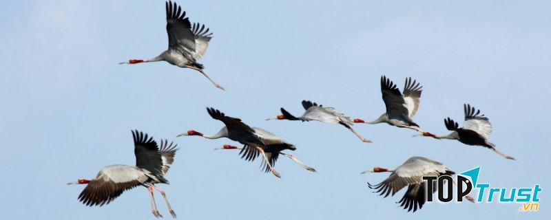 Sếu cổ trắng