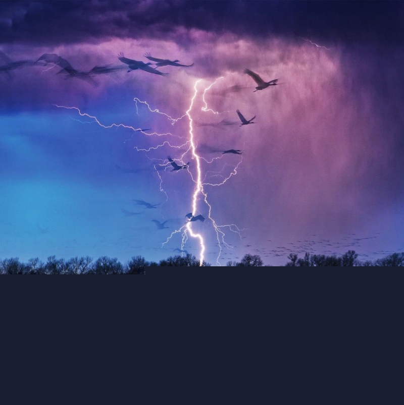 Cuộc sống của những con chim sếu đồi cát ở sông Wood, Nebrask