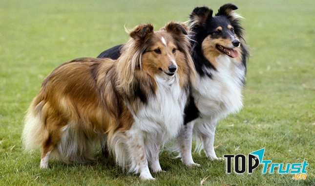 Shetland Sheepdog