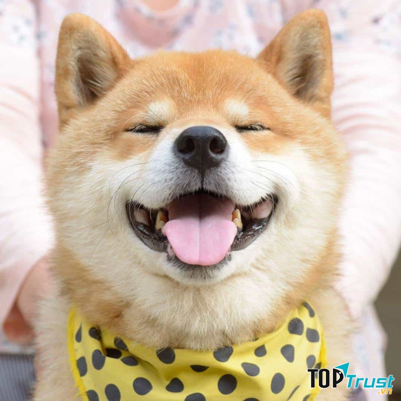 Khuôn mặt vui tươi của Shiba
