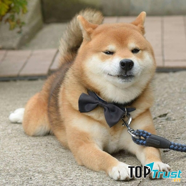 Biểu cảm đáng yêu