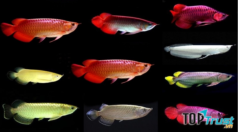 Cá Rồng tại Shop