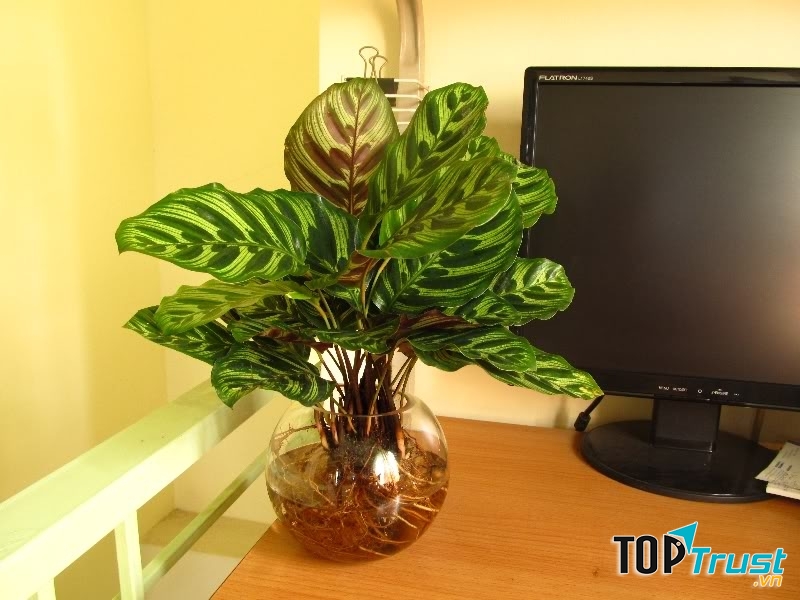 Shop Cây Xanh Ngọc Lan